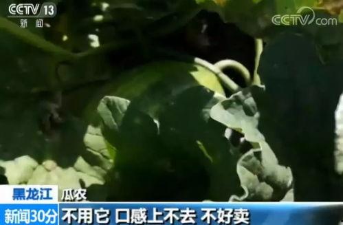 公司请你吃瓜,公司盛情款待，共享美味时光