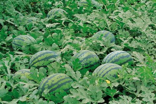 庆熙吃瓜群,揭秘校园热点背后的故事