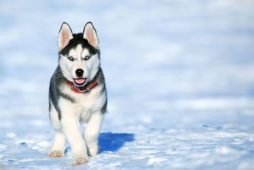 吃瓜狗二哈,揭秘宠物界的搞笑担当