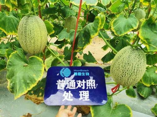 金乡吃瓜视频后续,真相大白，反转再反转