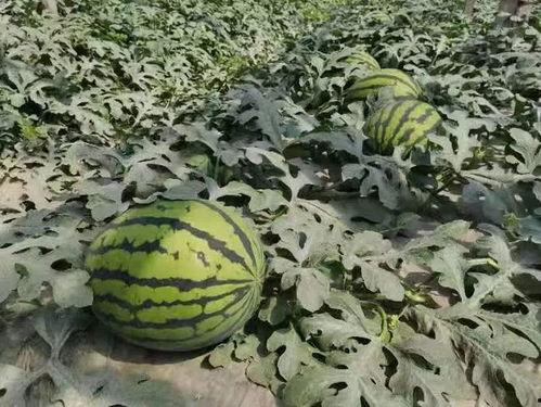 潍坊寿光 吃瓜,探寻潍坊寿光的“吃瓜”文化之旅