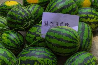 大学宿舍带你吃瓜,揭秘校园里的“吃瓜”风云