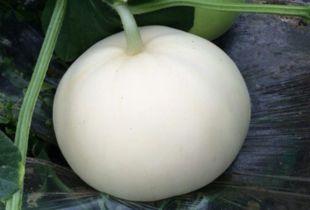 用气可以吃梨瓜不能吃,瓜不能食——揭秘水果的独特食用法则”