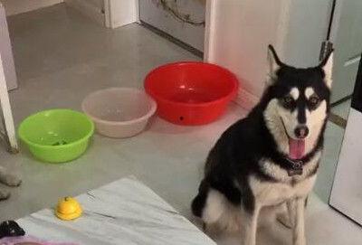 狗叼盆吃瓜,萌宠趣味瞬间