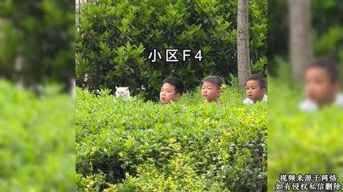 吃瓜草丛,探寻网络热议背后的真相与趣味