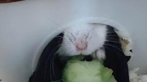 仓鼠小黄吃瓜游戏,欢乐游戏时光