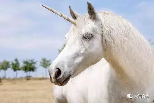 独角兽吃瓜群是什么意思,社交新现象背后的网络文化解析