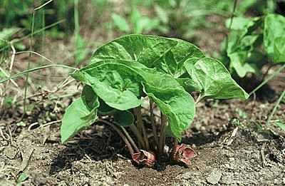 瓜米细辛怎么吃