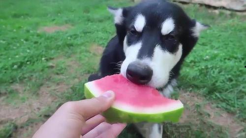 动物也吃瓜吗,揭秘各种动物吃瓜现象